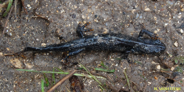 Triturus cristatus